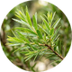 Aceite de árbol de té