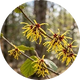 Hamamelis
