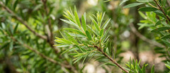 Aceite de árbol de té